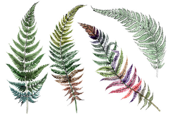 Download Fern Plant Watercolor - Fern Collection