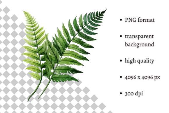 Download Watercolor Woodland Fern PNG Clipart - Premium Bundle