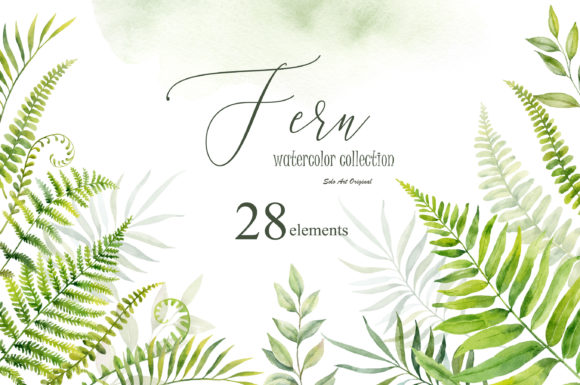 Download Fern Leaves Branches - Fern Collection