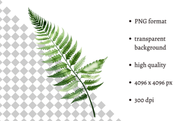 Download Watercolor Woodland Fern PNG Clipart - Premium Resources